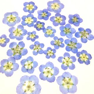 65 押し花セット♡即日発送✿ハンドメイド 素材 小花(ドライフラワー)