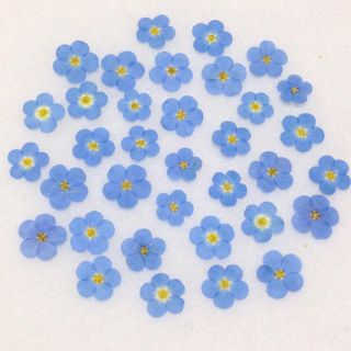 67 押し花セット♡即日発送✿ハンドメイド 素材 小花(ドライフラワー)