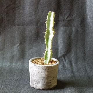 多肉植物　ユーフォルビアsp(その他)