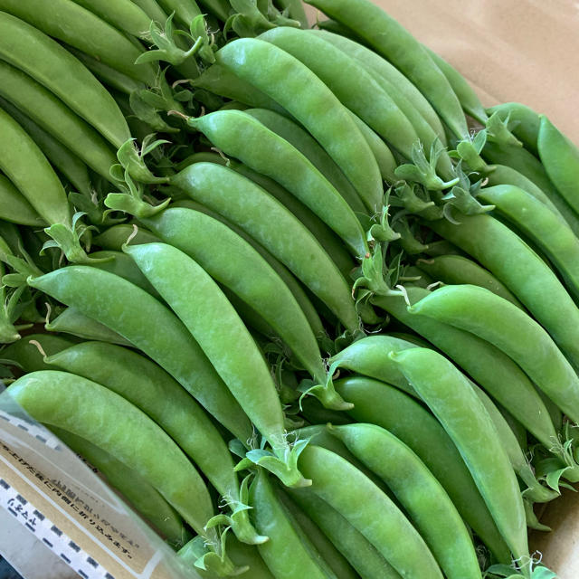 スナップえんどう 箱込み１キロ 食品/飲料/酒の食品(野菜)の商品写真