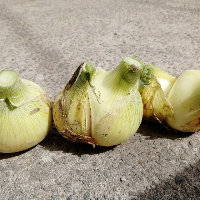 ★訳あり10Kg★淡路島新玉ねぎ 食品/飲料/酒の食品(野菜)の商品写真