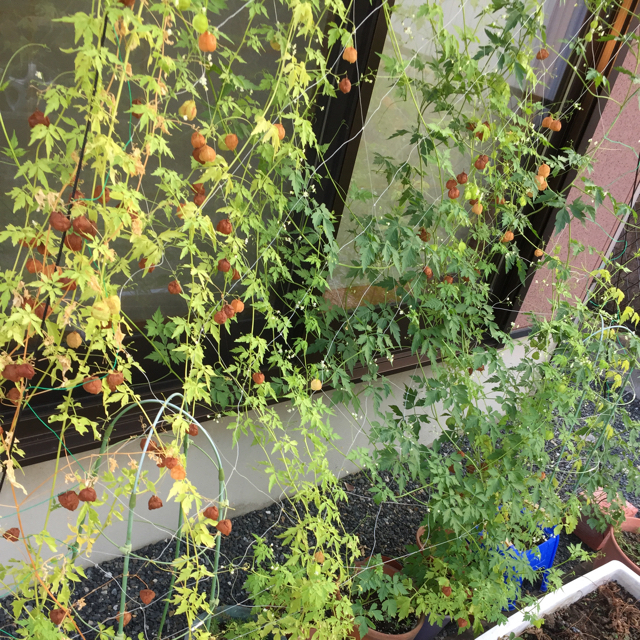 【フウセンカズラ 種】 グリーンカーテンに♪ 20粒 ハンドメイドのフラワー/ガーデン(その他)の商品写真