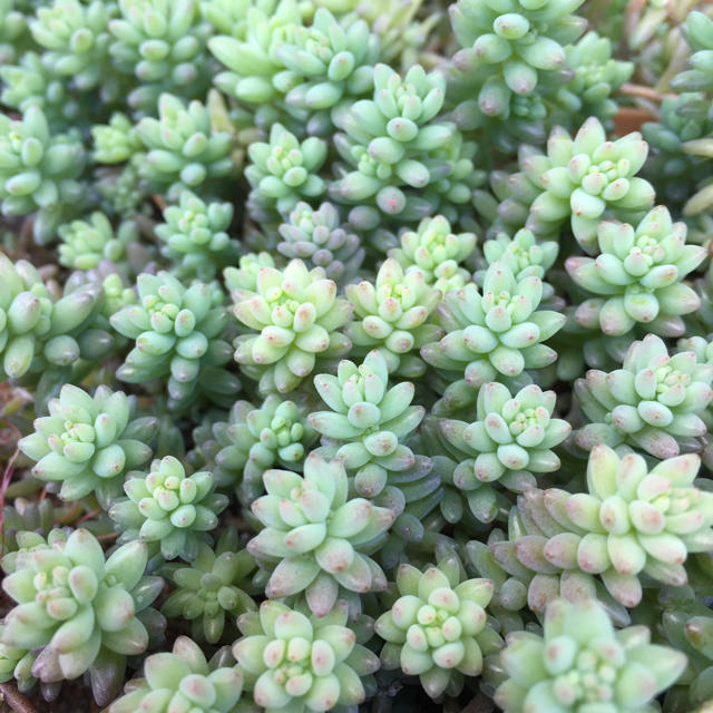 人気の 多肉植物 セダム ミルキーウェイ 画像に写ってる所カットします 人気の 多肉植物 セダム ミルキーウェイ 画像に写ってる所カットします
