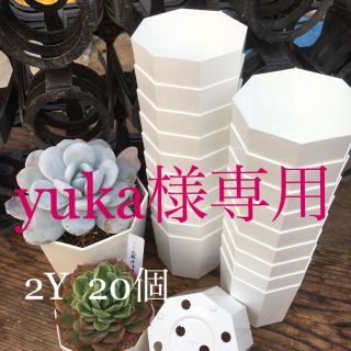 yuka様専用★八角プラ鉢2Y&2.5Y(プランター)