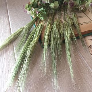 シラー ドライフラワー ⚘⚘⚘ www.vetrepro.fr