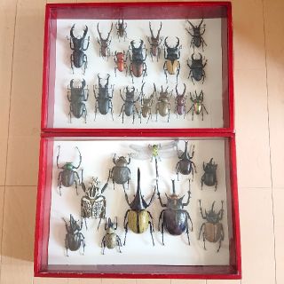 世界の昆虫 標本模型カブトムシ クワガタ(スーパーリアルフィギュア