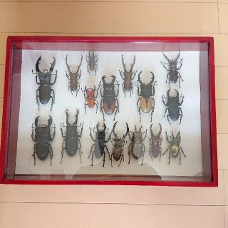 世界の昆虫 標本模型カブトムシ クワガタ(スーパーリアルフィギュア