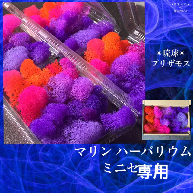 琉球*プリザモス 〜碧海ライト〜 ハーバリウム フィンランドモス 琉球*プリザモス 〜碧海ライト〜 ハーバリウム フィンランドモス