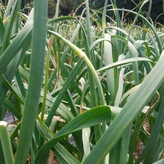 【予約受付中】阿蘇高原⭐ニンニクの芽⭐1キロ(野菜)