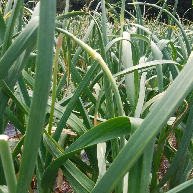 【予約受付中】阿蘇高原⭐ニンニクの芽⭐1キロ 食品/飲料/酒の食品(野菜)の商品写真