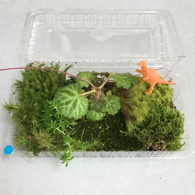 コケ　苔　こけ　植物等 詰め合わせ！セダム  ユキノシタ ヒノキゴケ他 lbl ハンドメイドのフラワー/ガーデン(その他)の商品写真