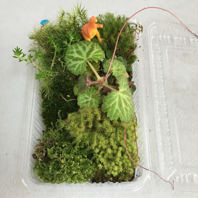 コケ　苔　こけ　植物等 詰め合わせ！セダム  ユキノシタ ヒノキゴケ他 lbl ハンドメイドのフラワー/ガーデン(その他)の商品写真