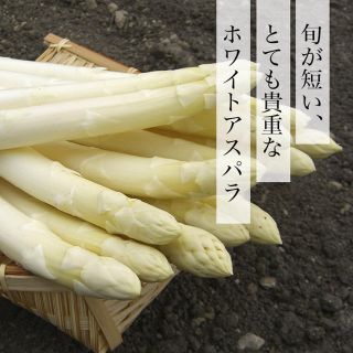 北海道産ホワイトアスパラガスMLサイズ 5束(野菜)