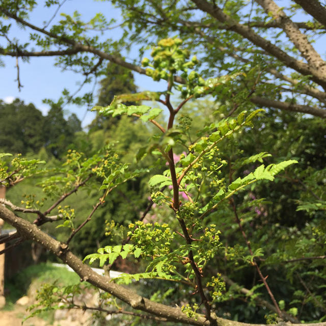 無農薬 花山椒 40g 食品/飲料/酒の食品(野菜)の商品写真