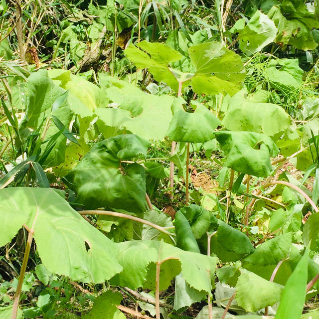 即購入OK旬物✧とっても美味しい天然山ふき500ｇ(※葉はつきません)野菜山菜 食品/飲料/酒の食品(野菜)の商品写真