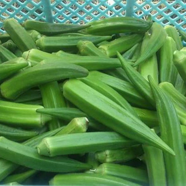 オクラの種　　200粒 食品/飲料/酒の食品(野菜)の商品写真