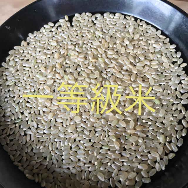 一等米 渡部家の新米こしひかり 10㎏玄米 有機栽培