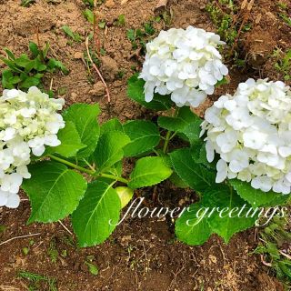 紫陽花 アジサイ ホワイト カット苗 2本(プランター)