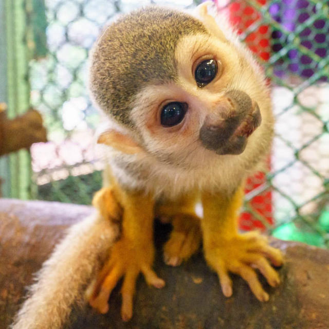 那須ワールドモンキーパークの割引券 チケットの施設利用券(動物園)の商品写真