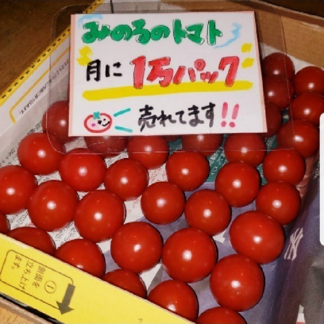 静岡県産　みのるのミニトマト 食品/飲料/酒の食品(野菜)の商品写真