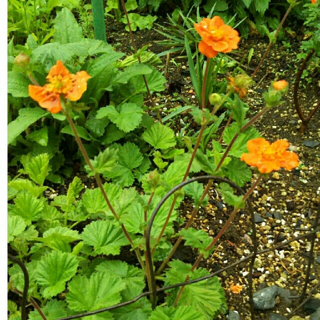 オレンジ色の花💠の苗‼ ハンドメイドのフラワー/ガーデン(その他)の商品写真