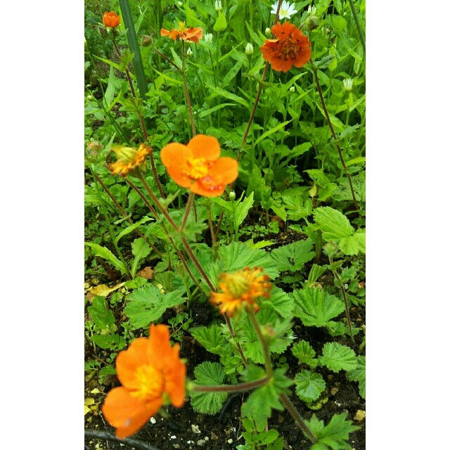 オレンジ色の花💠の苗‼ ハンドメイドのフラワー/ガーデン(その他)の商品写真