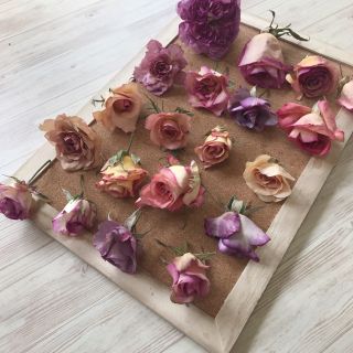 色鮮やかなミニ薔薇のドライフラワー 1(ドライフラワー)