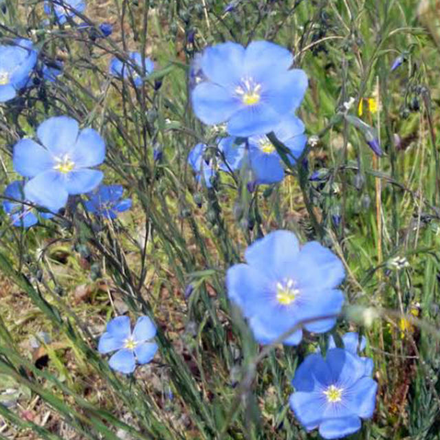 新鮮なフラックス 花 最高の花の画像