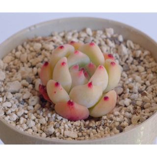 売約済♡多肉植物 韓国苗 cololata モースコロラータ 希少苗(その他)