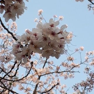 ニンテンドーDS(ニンテンドーDS)のゆん様専用(携帯用ゲームソフト)