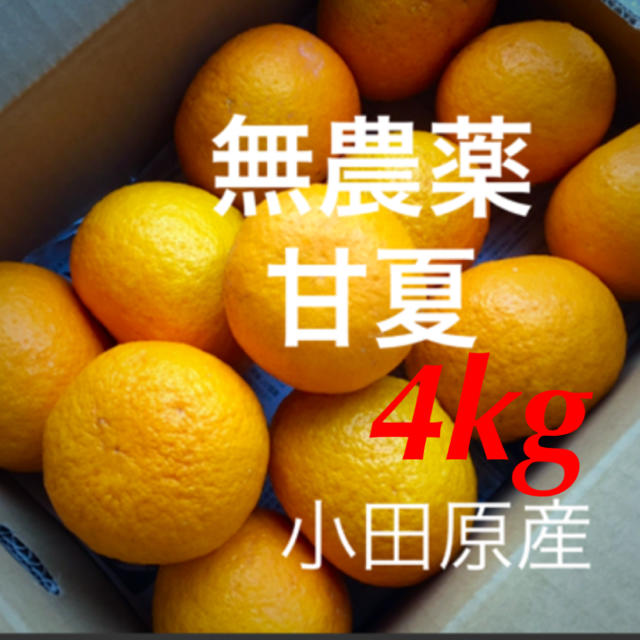 小田原産  無農薬  甘夏  4kg   産地直送   送料込み 食品/飲料/酒の食品(フルーツ)の商品写真