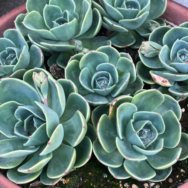 ぜいたく多肉 植物 七福神 増やし 方 すべての美しい花の画像