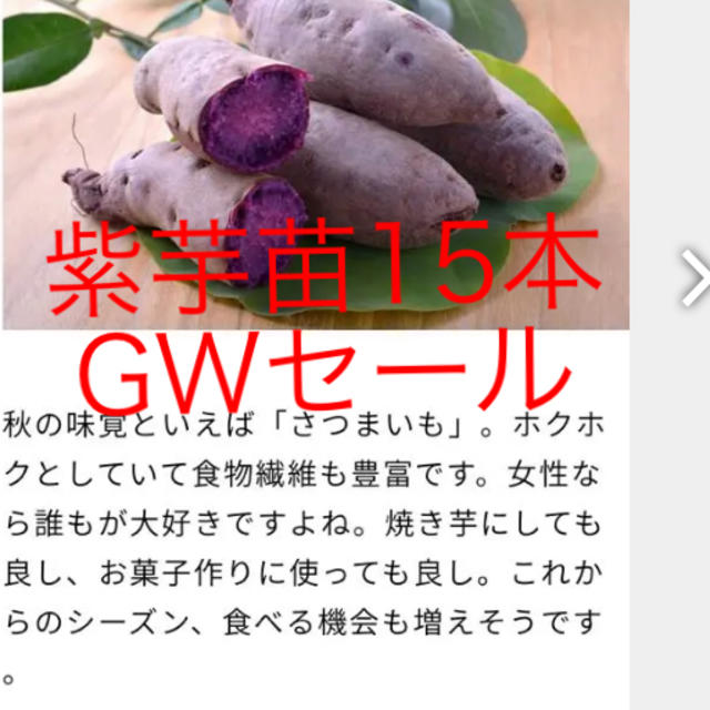 紫芋苗ー15本の通販 By 大地農園 S Shop ラクマ 紫芋苗ー15本の通販 By 大地農園 S Shop ラクマ
