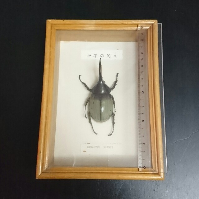 グラントシロカブトムシ標本 その他のペット用品(虫類)の商品写真