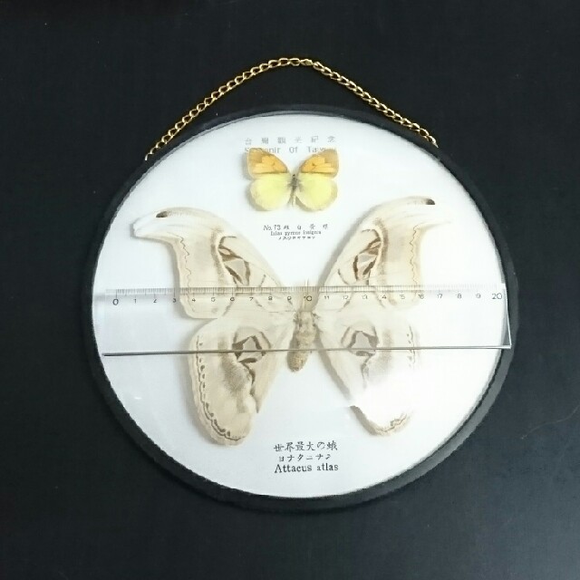 jigsaw様専用 蝶と蛾の標本 その他のペット用品(虫類)の商品写真