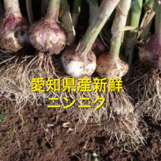 愛知県産新鮮ニンニク15キログラム(野菜)