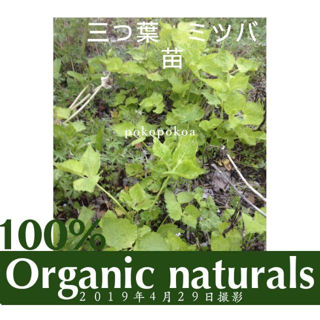 三つ葉 ミツバ みつば 抜き苗 根付き苗 オーガニック100 天然 畑採取 の通販 By Tokyo Closet Organic Greens ラクマ 三つ葉 ミツバ みつば 抜き苗 根付き苗 オーガニック100 天然 畑採取 の通販 By Tokyo Closet Organic Greens ラクマ