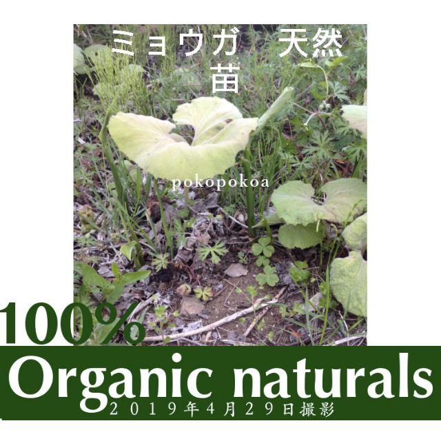 茗荷 みょうが ミョウガ 苗 地下茎 天然 オーガニック畑の通販 By Tokyo Closet Organic Greens ラクマ 茗荷 みょうが ミョウガ 苗 地下茎 天然 オーガニック畑の通販 By Tokyo Closet Organic Greens ラクマ