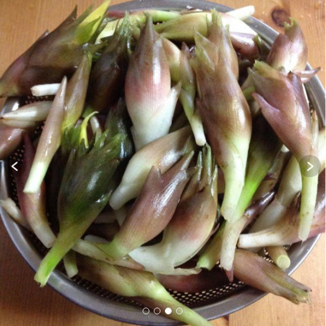 茗荷 みょうが ミョウガ 苗 地下茎 天然 オーガニック畑の通販 By Tokyo Closet Organic Greens ラクマ 茗荷 みょうが ミョウガ 苗 地下茎 天然 オーガニック畑の通販 By Tokyo Closet Organic Greens ラクマ