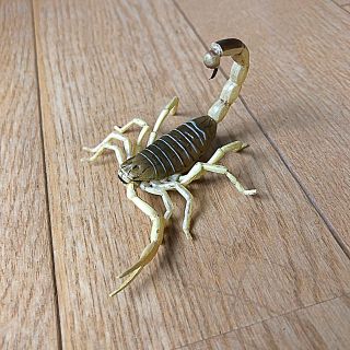 カイヨウドウ(海洋堂)のカプセルQミュージアム 有毒危険生物大全(その他)