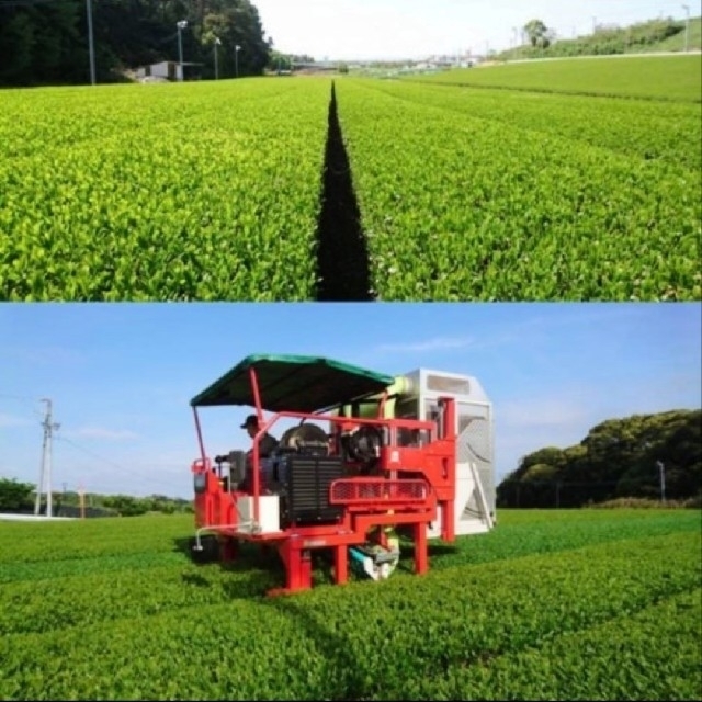 新茶できました！　特上煎茶(静岡産深蒸し茶)　上質な一番茶の新芽部分のみを採取 食品/飲料/酒の飲料(茶)の商品写真