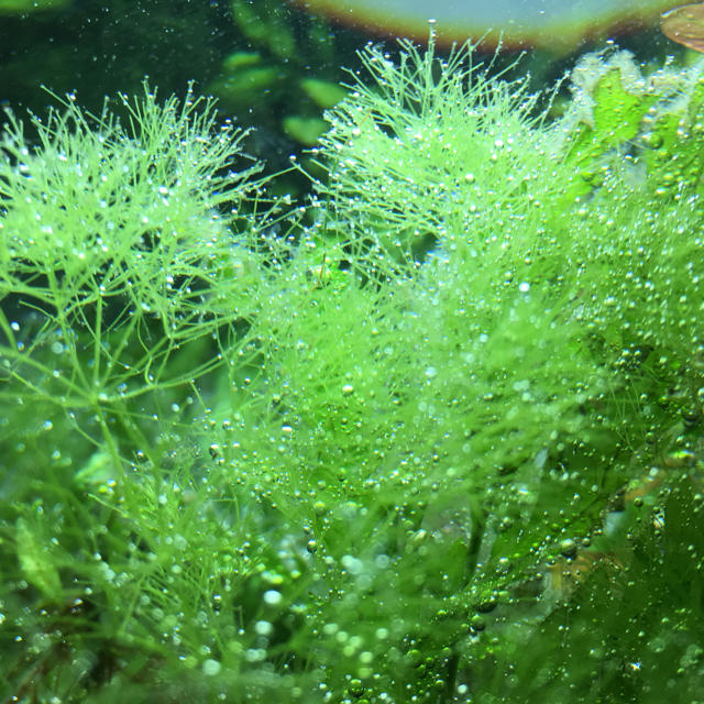 レア水草 稚魚 稚エビの隠れ家 ニテラの通販 By ライフアクア S Shop ラクマ レア水草 稚魚 稚エビの隠れ家 ニテラの通販 By ライフアクア S Shop ラクマ
