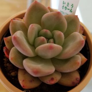 多肉植物☆アリエル☆🧜抜き苗レア☆MIYABI様専用です☆(その他)