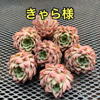 きゃら様専用 多肉植物(その他)