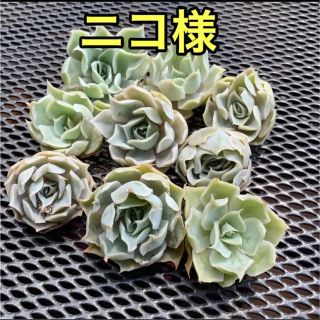 ニコ様専用 多肉植物(その他)