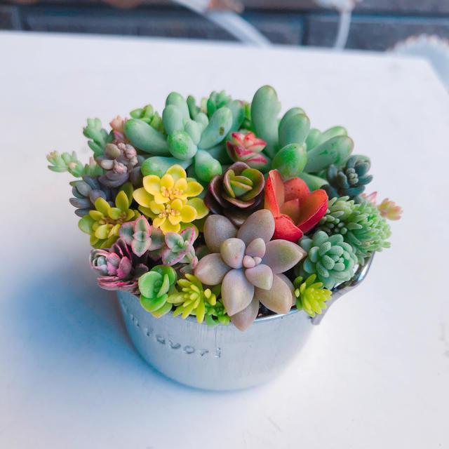 ★★可愛い❤️★寄せ植え★このまま飾れます★多肉植物★★