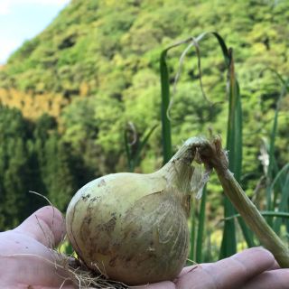 無農薬 新玉ねぎ 5kg(野菜)