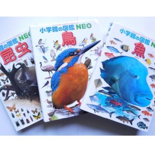 ショウガクカン(小学館)の【３冊セット】小学館の図鑑NEO 「昆虫」「鳥」「魚」(絵本/児童書)