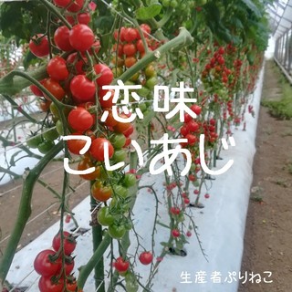 9日収穫予定 恋味3kg ミニトマト(野菜)