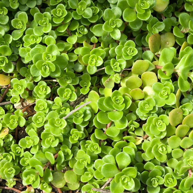 丸い葉っぱの絨毯(*ˊ˘ˋ*)｡♪:*°多肉植物☆セダム ハンドメイドのフラワー/ガーデン(その他)の商品写真